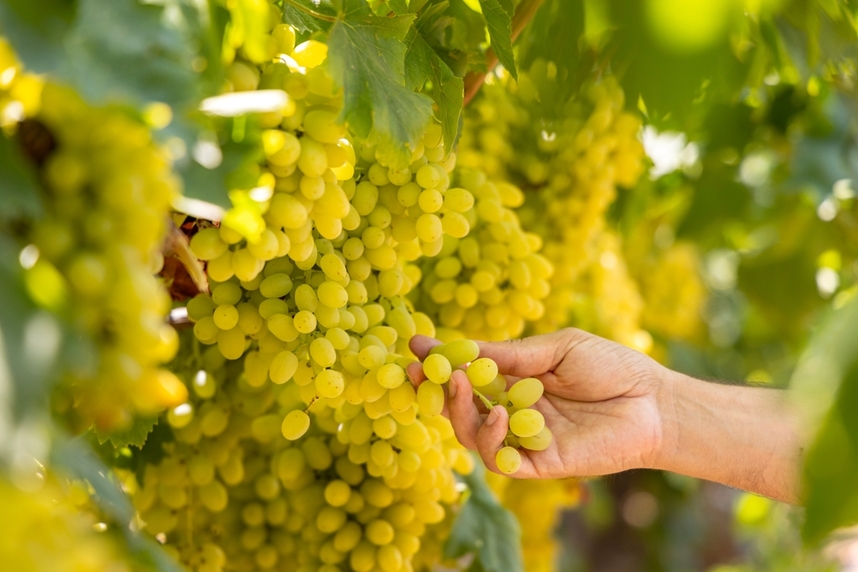 Beste Chardonnays und kulinarische Kombinationen