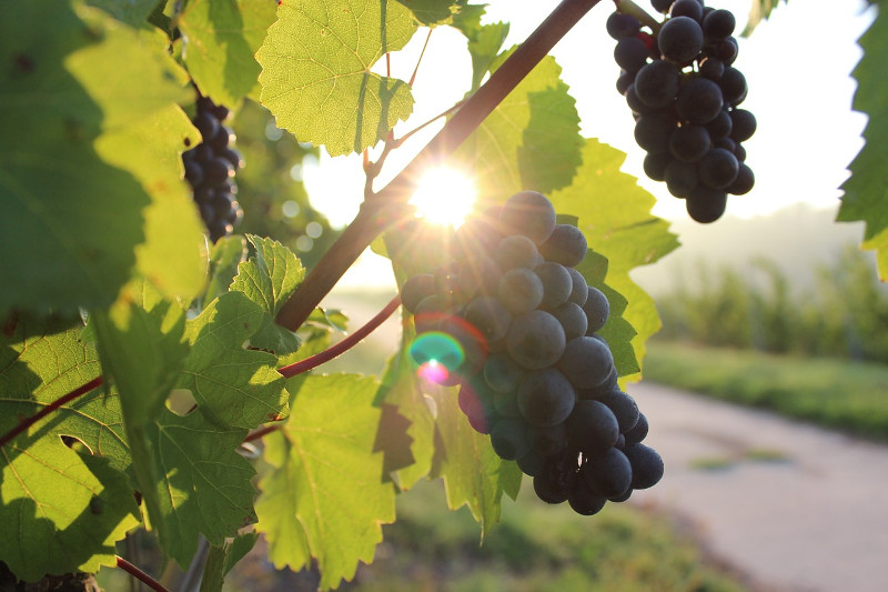 La Cantina Giordano in Puglia: il Salento e la ricca produzione enoica del mezzogiorno